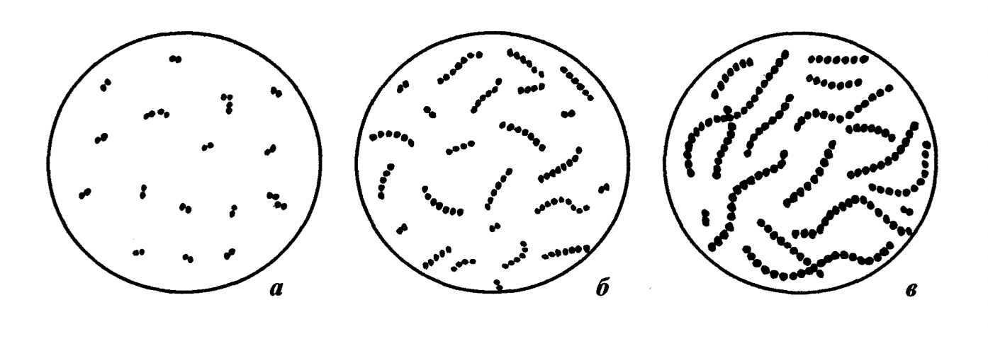 Термофильный стрептококк. Термофильный молочнокислый стрептококк. Мезофильный молочнокислый стрептококк. Молочный стрептококк. Молочнокислые стрептококки под микроскопом.