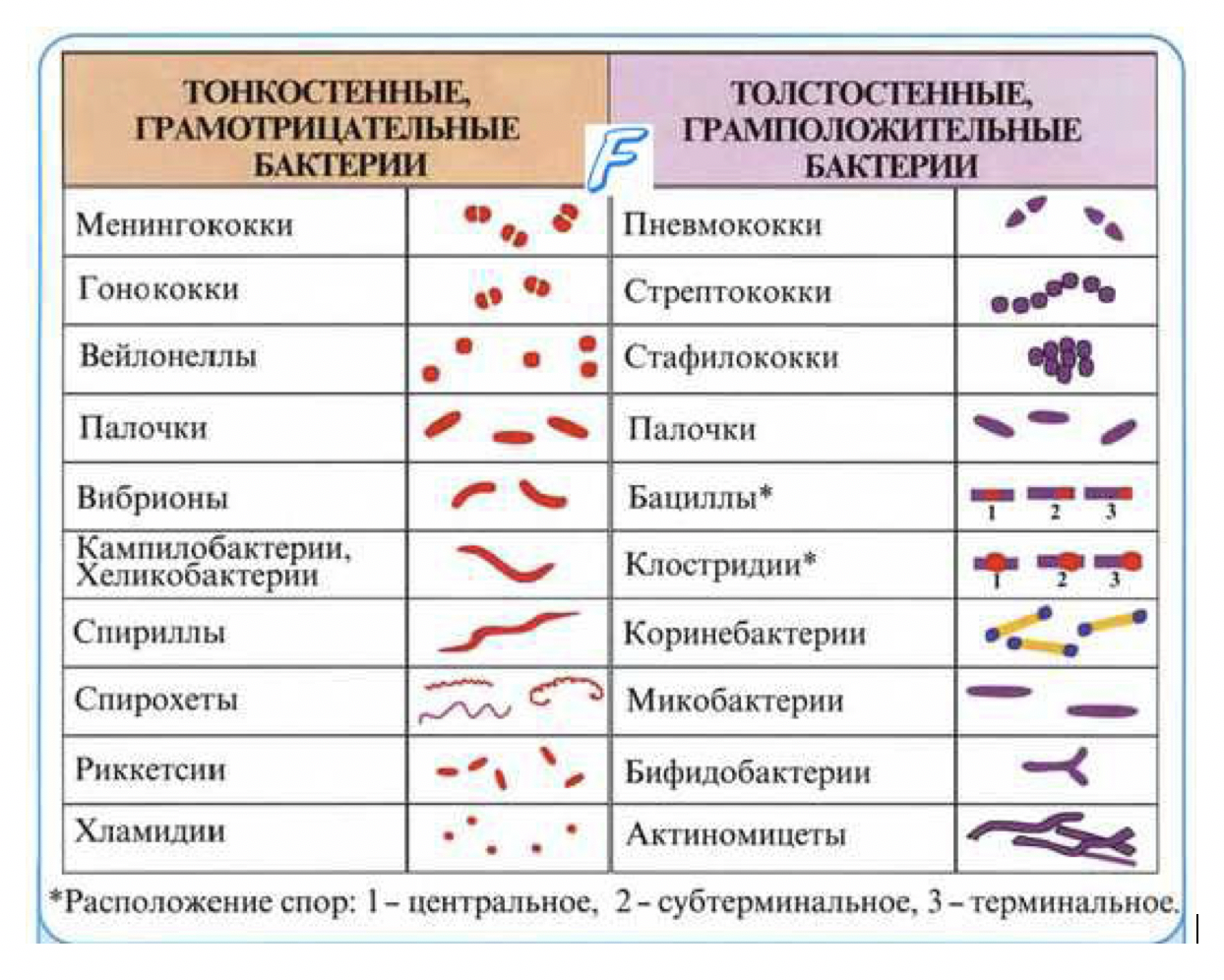 Анализ микробных маркеров. Клостридии форма бактерии. Основные морфологические группы бактерий микробиология. Морфология микроорганизмов таблица. Формы бактерий микробиология таблица.