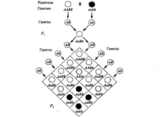 Схема дигибридного скрещивания