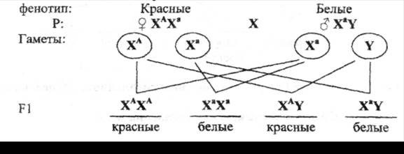 Наследование признаков, сцепленных с полом