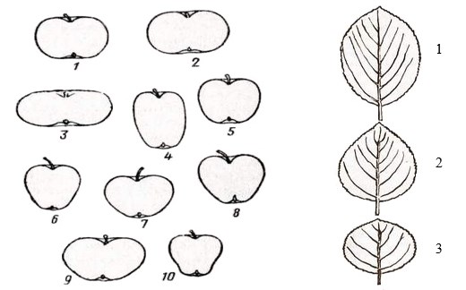 Морфологические признаки сортов яблони