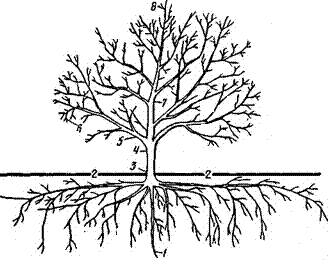 Строение плодового дерева