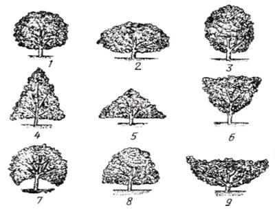Форма кроны яблони