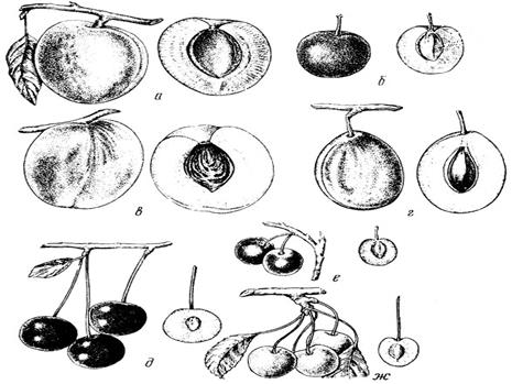 Плоды семечковых культур
