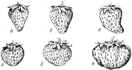 Форма плодов земляники