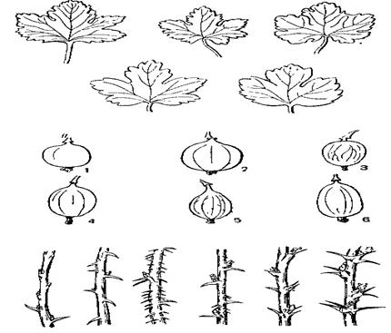 Морфологические признаки крыжовника