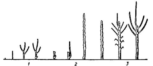 Схема выращивания привитого саженца в отделе формированияСадовые режущие инструменты