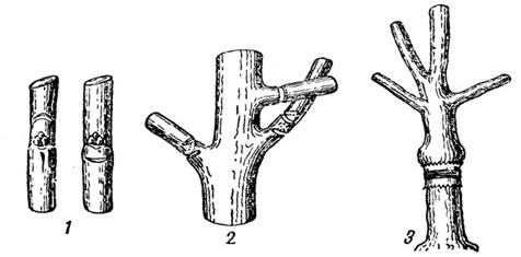 Схема выращивания привитого саженца в отделе формированияСадовые режущие инструменты