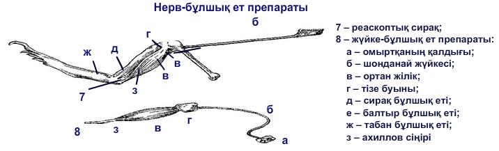 Нерв-бұлшық ет препараты