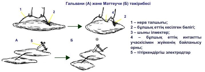 Гальвани (А) және Маттеучи (Б) тәжірибесі