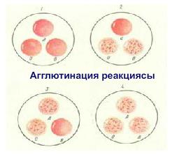 Агглютинация реакциясы