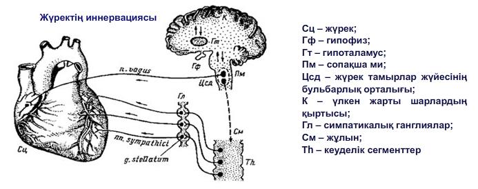 Жүректің иннервациясы