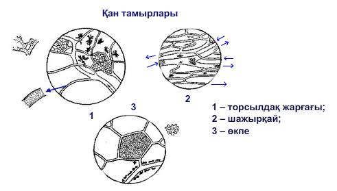 Қан тамырлары