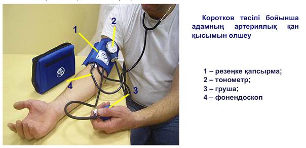 Коротков тәсілі бойынша адамның артериялық қан қысымын өлшеу