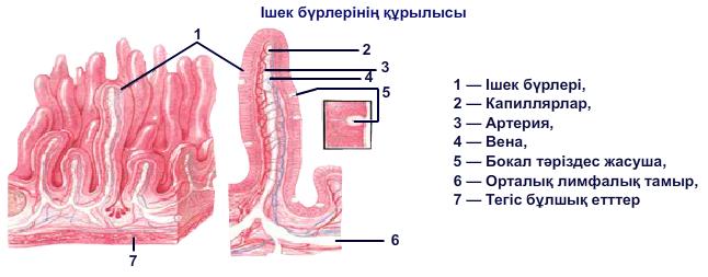 Ішек бүрлерінің құрылысы