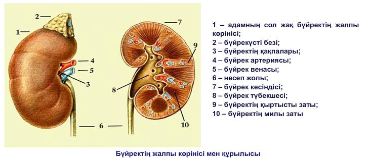 Бүйректің жалпы көрінісі мен құрылысы