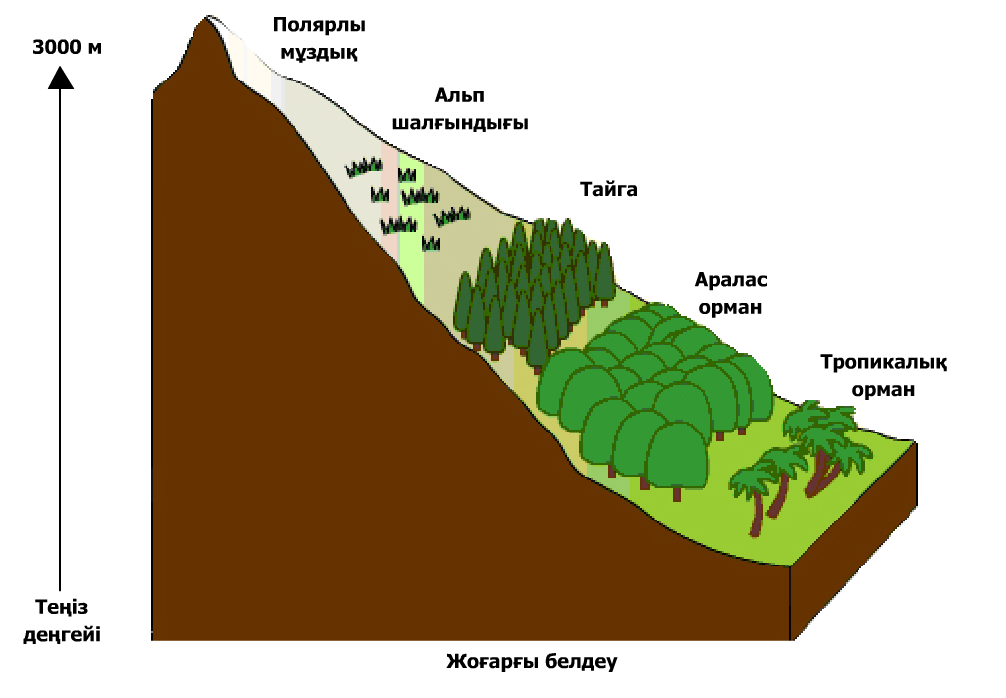 Природные зоны широтная зональность и высотная поясность. Широтная зональность и Высотная поясность. Природные зоны ВЫСОТНОЙ поясности. Зона высокой поясности. Чередование природных зон в горах.
