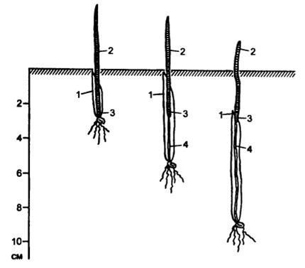 Глубина пшеницы. Эпикотиль у пшеницы. Глубина заделки семян пшеницы. Посев зерновых глубина заделки семян.
