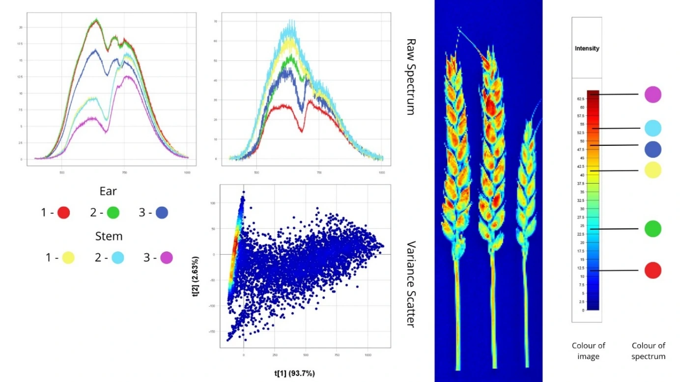 8-сурет – Масақ фузариозымен (Fusarium graminearum) зақымданған өсімдік үлгілерінің спектрлік белгілері